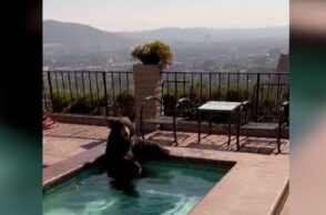 Η αρκούδα στο τζακούζι στην Καλιφόρνια