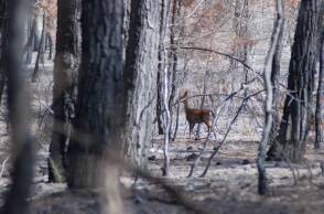 Eλαφάκι στα καμένα της Ρόδου