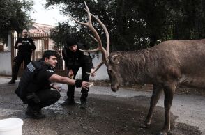 Η προσπάθεια των αστυνομικών να ταΐσουν το ελάφι ©Yannis Antonoglou / SOOC