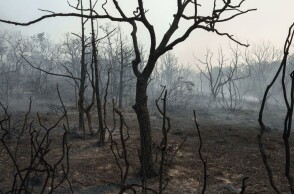Καμένη έκταση κοντά στο χωριό Κίρκη ©Konstantinos Tsakalidis / SOOC