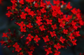 Εορτολόγιο: Σήμερα, 24 Ιανουαρίου 2025 γιορτάζει…