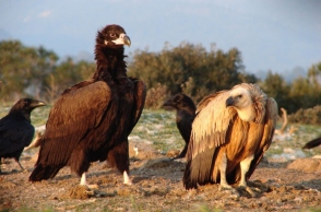 μαυρόγυπες