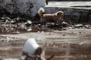 Κακοκαιρία Daniel: «Καμπανάκι» από τους ειδικούς για μολυσμένο νερό