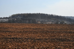 Πυρκαγιά στον Έβρο: Κάηκε σχεδόν το 60% του δάσους της Δαδιάς