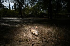 Νεκρά ψάρια στο πάρκο Αλκαζάρ, μετά την υποχώρηση της πλημμύρας που προκλήθηκε από την κακοκαιρία Daniel © SOOC