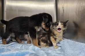 Ο Νόμος για τα ζώα συντροφιάς και η έκθεση του ελεγκτικού συνεδρίου