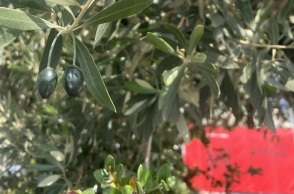 Τσιπάκια με όψη ελαιοκάρπου για την προστασία από κλοπές