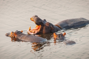 Η Κολομβία αρχίζει να στειρώνει ιπποπόταμους που ανήκαν στον βαρόνο των ναρκωτικών Πάμπλο Εσκομπάρ