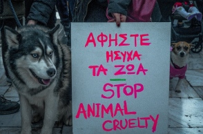 Αράχωβα: Οι έρευνες της Αστυνομίας δεν βλέπουν ανθρώπινο χέρι να κακοποιεί το άτυχο χάσκι Αναμένονται οι τοξικολογικές εξετάσεις και η πραγματογνωμοσύνη