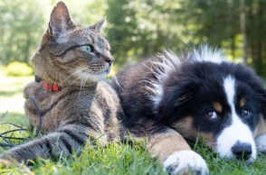 6 νέα ενδιαφέροντα πράγματα που μάθαμε για τις γάτες και τους σκύλους μέσα στο 2023 Ποιο από τα δύο κατοικίδια είναι «τέλειο»; Η επιστήμη έδωσε την απάντηση