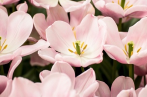 Εορτολόγιο: Σήμερα, 9 Ιανουαρίου 2024, γιορτάζουν…