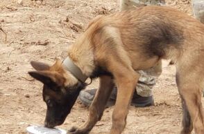 «Καμία συσκευή δε μπορεί να αντικαταστήσει τη μύτη ενός σκύλου» λέει ο εκπαιδευτής του Echo