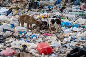 Ξάνθη: Πάνω από 500 σκυλιά σε χωματερή 