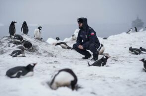 Aνταρκτική: Εντοπίστηκαν νέες αποικίες αυτοκρατορικών πιγκουίνων