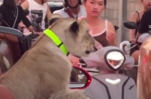 Ταϊλάνδη: Οδηγός «έβγαλε» βόλτα λέαινα με μια κάμπριο Bentley - Δείτε το βίντεο