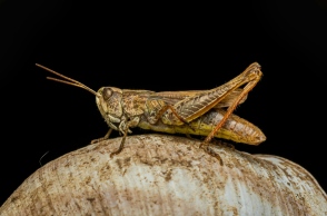 Η Ιταλία δίνει το πράσινο φως για αλεύρι από ακρίδες 
