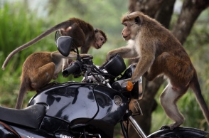 Ταϊλάνδη: Επιδρομή μαϊμούδων στη πόλη Λοπμπούρι - Τρομοκρατημένοι οι κάτοικοι