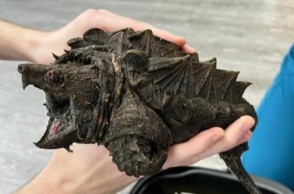 Βρέθηκε χελώνα-αλιγάτορας που το δάγκωμα μπορεί να σπάσει μέχρι και κόκκαλο