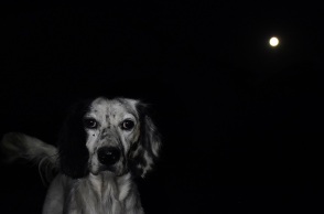 Ζάκυνθος: Συνελήφθη 35χρονος για θανάτωση σκύλου – Φέρεται να τον πυροβόλησε με καραμπίνα