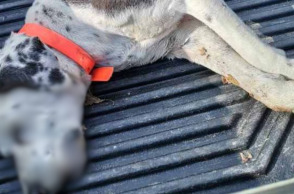 Φθιώτιδα: Δηλητηρίασαν 4 σκυλιά με φόλα