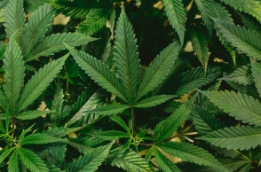 Η μαριχουάνα συνδέεται με υψηλότερο κίνδυνο καρδιακού και εγκεφαλικού, λέει νέα μελέτη