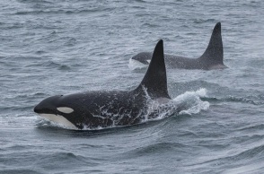 Όρκα καταγράφηκε για πρώτη φορά να σκοτώνει λευκό καρχαρία - Δείτε το βίντεο 