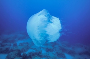 Σπάνιες δηλητηριώδεις μέδουσες ενός μέτρου εντοπίστηκαν στη Ρόδο