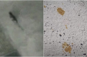 Συναγερμός στη Φουκουγιάμα για μια γάτα που έπεσε σε δεξαμενή με τοξικές χημικές ουσίες