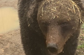 Αρκτούρος: Ξύπνησε ο Μπρούνο, η πρώτη αρκούδα που είχε «πέσει» σε χειμερία νάρκη