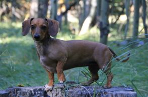 Νταχσχουντ: Γιατί κινδυνεύει με απαγόρευση στην Γερμανία