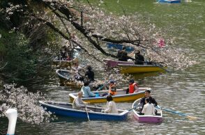Ιαπωνία: Oι κερασιές σε πλήρη ανθοφορία