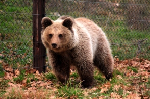 Γρεβενά: Ακόμα μια αρκούδα νεκρή από δηλητηριασμένα δολώματα