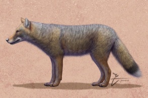 Το εξαφανισμένο είδος αλεπούδων Dusicyon avus 