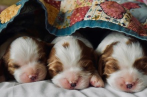 Νεογέννητα κουταβάκια 