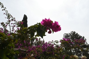 Κόκκινο λουλούδι