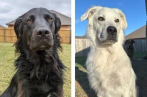 Μαύρος σκύλος έγινε λευκός 2,5 χρόνια μετά τη διάγνωση με λεύκη