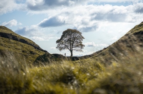 Δέντρο και άνθρωπος