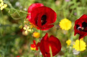 Παπαρούνες και μαργαρίτες για το μαγιάτικο στεφάνι