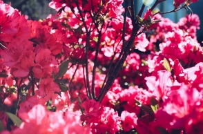 Εορτολόγιο: Σήμερα 11 Μαΐου 2024 γιορτάζει…