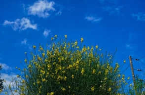 κιτρινα λουλουδια, ουρανος, συννεφα