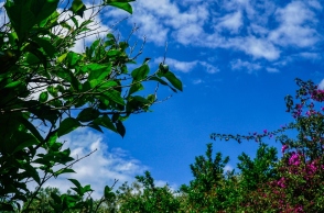 λουλουδια, πράσινο, συννεφα