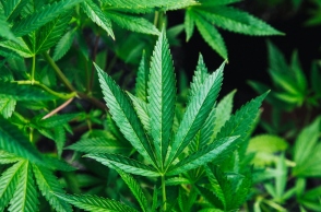 Μαριχουάνα