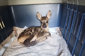Ζαρκαδάκια θα λάβουν τις απαραίτητες θεραπείες για να επιστρέψουν στη φύση