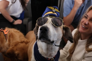 σκυλος, γυαλια, καπελο, αεροπλανο