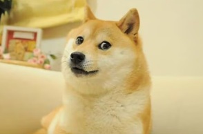 Η viral σκυλίτσα Kabosu