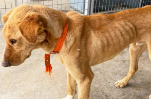 Σκελετωμένα σκυλιά στο κυνοκομείο Τρίπολης