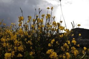 κιτρινα λουλουδια, ουρανος, συννεφα