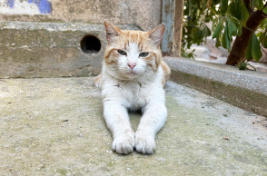 Αδέσποτες γάτες 