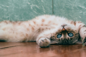 6 λόγοι που οι γάτες που νιαουρίζουν η μία στην άλλη