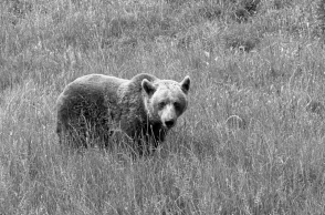 αρκουδα, δασος